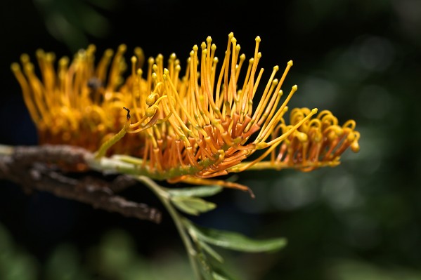 Tree Grevillea Robusta by Joy Watson